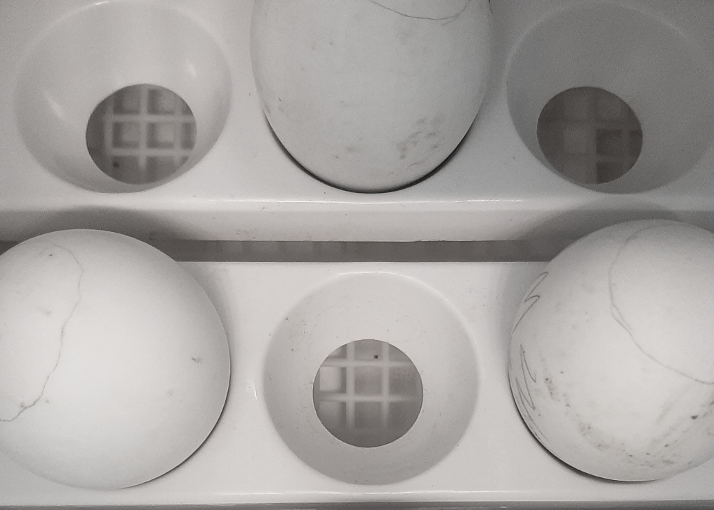 duck eggs in incubator